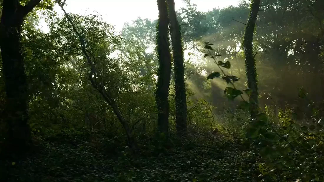 Wald von oben – Bestands- und Vitalitätserhebung